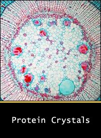 Protein Crystals